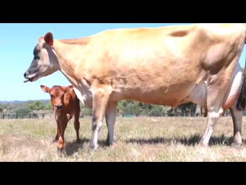 Her Babies Had Been Taken From Her Before   But What She Did This Time Will Melt Your Heart