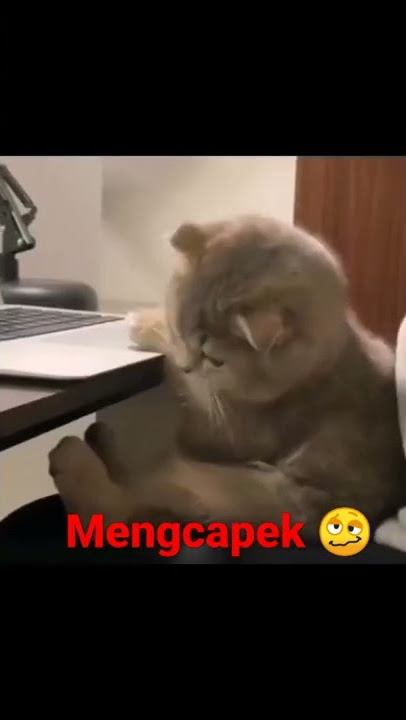 Mengcapek | Be Like 🥴😹 #kucinglucu #kucinggemes #errors #shorts