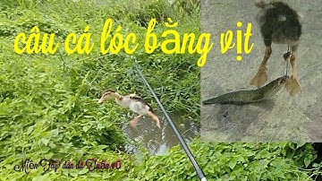 Snakehead fishing by duck