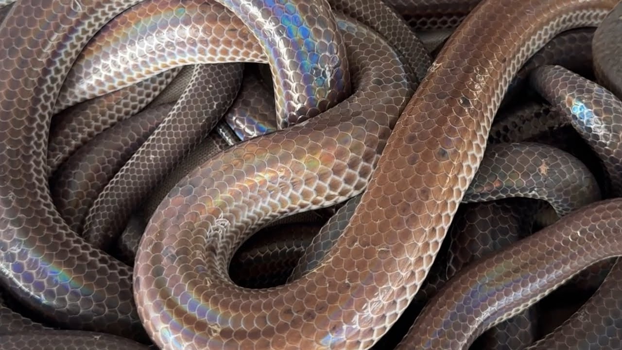 Võ Chí Tâm thăm bẫy trời nắng rắn chạy tuy ít nhưng nhờ nhất nhì phần 176/ Săn bắt Sông Hậu TV 