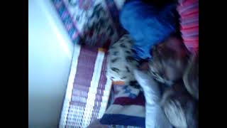 20071225 Pulling Boys Down Stairs on Blanket part 2