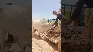 #qurbanijanwar #loading