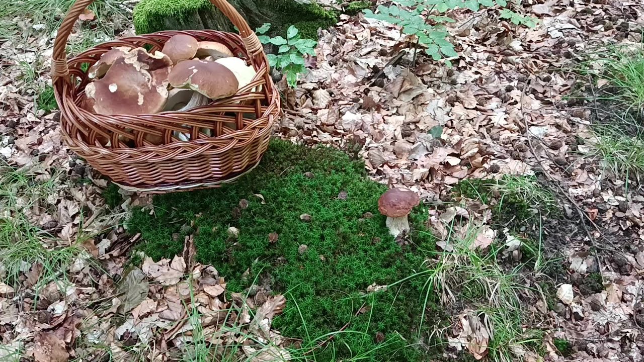 Po obiadku szybki koszyk prawdziwków!