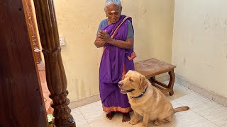 Adorable Labrador puppy shows his new upgraded Pooja Room Tour in Village house with his Grandma 👵 by Little John The Labrador 13,643 views 9 months ago 2 minutes, 9 seconds