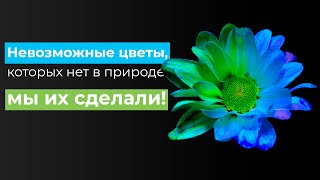 ЭКСПЕРИМЕНТ: НЕВОЗМОЖНЫЕ РАЗНОЦВЕТНЫЕ ЛЕПЕСТКИ