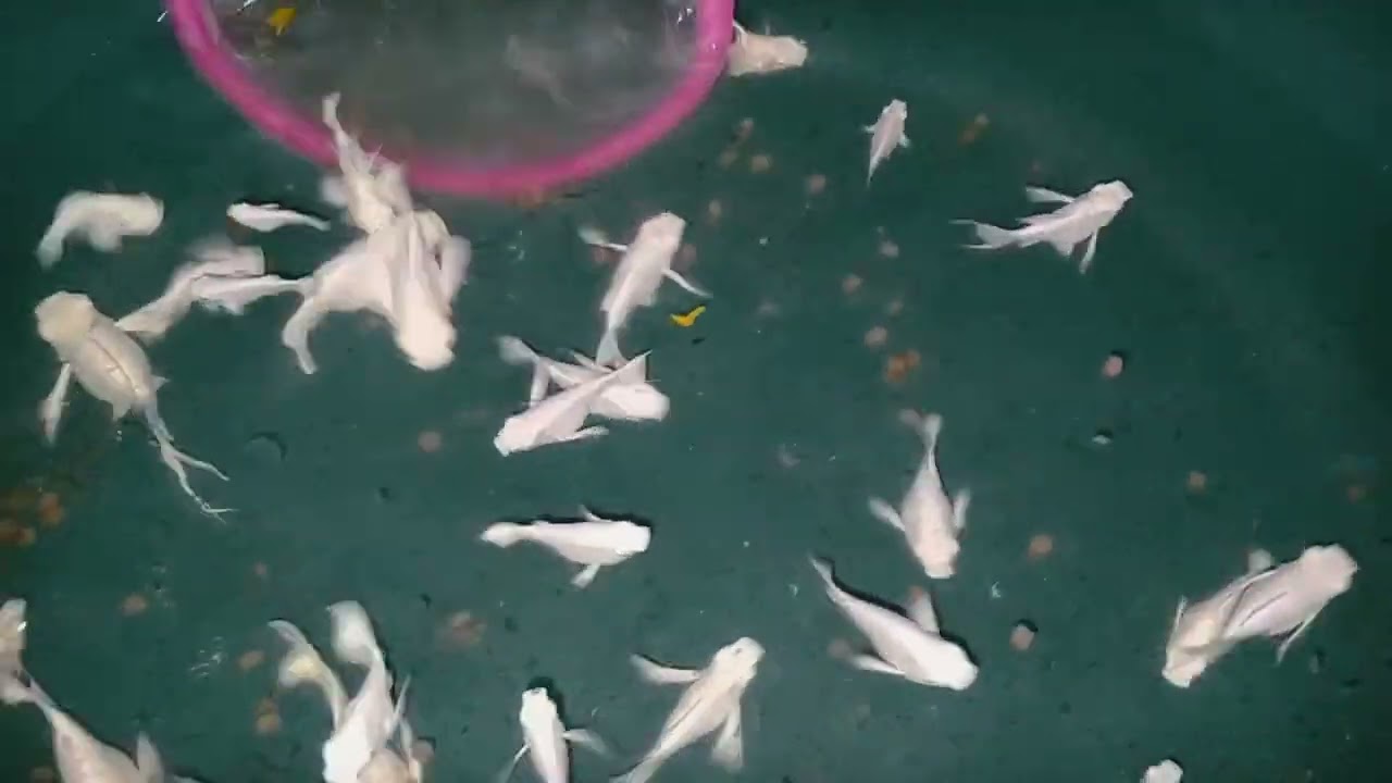 PASILIP KO SA INYO SA UMAGA ANG MGA PKBM MOLLY'S KO.