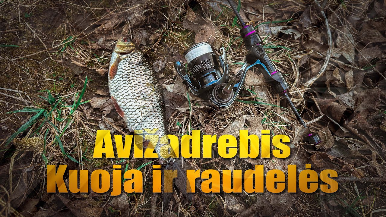 Avižadrebis visada nenuspėjamas