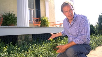 Ground Cover for Landscape Trouble Spots | At Home With P. Allen Smith