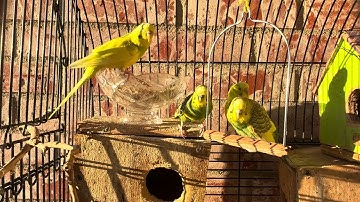 بداية يوم جميل مع عصفوراتي الحلوات #تكساس / #فضل #سورة_يس في خانة الوصف ومربع التعليقات