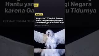 seekor burung hantu ditembak mati karena mengganggu tidur seorang pelaku