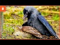 12 brutal moments when hawk attacked on crow