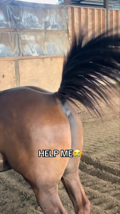 This horse tried to cover up a fart 😭😂 #shorts