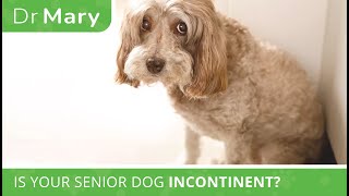 Dr. Mary: Is Your Senior Dog Incontinent?