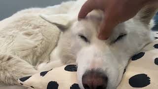 Husky’s BEST Head Scratch Before Bed 💕