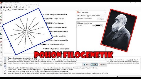 Cara membuat pohon filogenetik