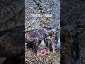 子ジカの毛皮を一気飲み #イヌワシ #伊吹山 #野生動物