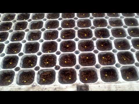 Video: Si të rriten specat në një serë polikarbonat