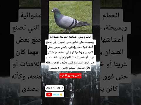 لمذا الحمام يبني أعشاشه بطريقة عشوائية وبسيطة