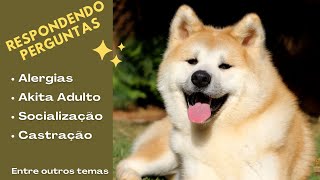 AKITA PARA GUARDA, ALERGIA EM AKITA, CASTRAÇÃO, ENTRE OUTROS | CANIL HIDETAKA'S