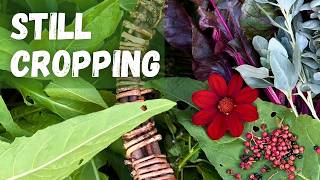 October in My Small Food Forest, Garden with me