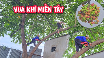 Vua Khỉ cùng đệ T.ử cưa hạ cây Sung siêu trái và cực kì khó.