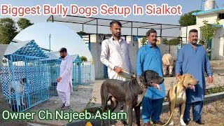 Biggest Bully Dogs Setup In Sialkot | Owner Ch Najeeb Aslam | Rehan Thekedar