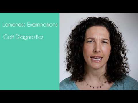 Canine Sports medicine and rehab