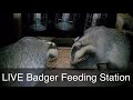 Live badger feeding station  cornwall uk  badgers  bird watching 247