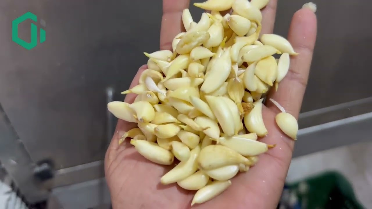 500kg chain type garlic peeling machine ~ gajanand garlic ~ 