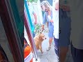Dog follows owner who is in ambulance ❤️