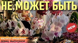 видео: ДУМАЛА, ЧТО ТАКОГО НЕ МОЖЕТ БЫТЬ, ПОКА НЕ ПОПРОБОВАЛА! КОГДА ОНИ ЗАЦВЕТУТ? ИНСТИТУТ ОРХИДЕЙНЫХ ДЕВИЦ картинка: ДУМАЛА, ЧТО ТАКОГО НЕ МОЖЕТ БЫТЬ, ПОКА НЕ ПОПРОБОВАЛА! КОГДА ОНИ ЗАЦВЕТУТ? ИНСТИТУТ ОРХИДЕЙНЫХ ДЕВИЦ