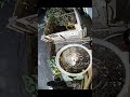 AI Claims Sparrows Are Running The Backyard - 11 September 2025 #homelab #garden #shorts