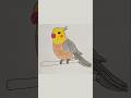 How to Draw Bird Step by Step | Easy Drawing #cockatiel #birddrawing #easy