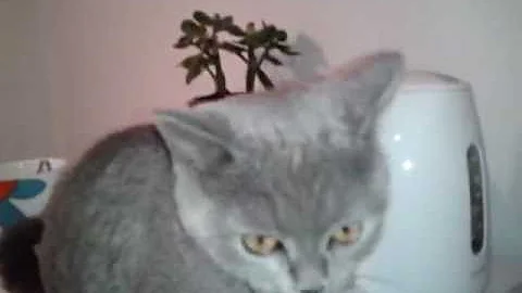 Video 11240151: british shorthair cat love, cat talking