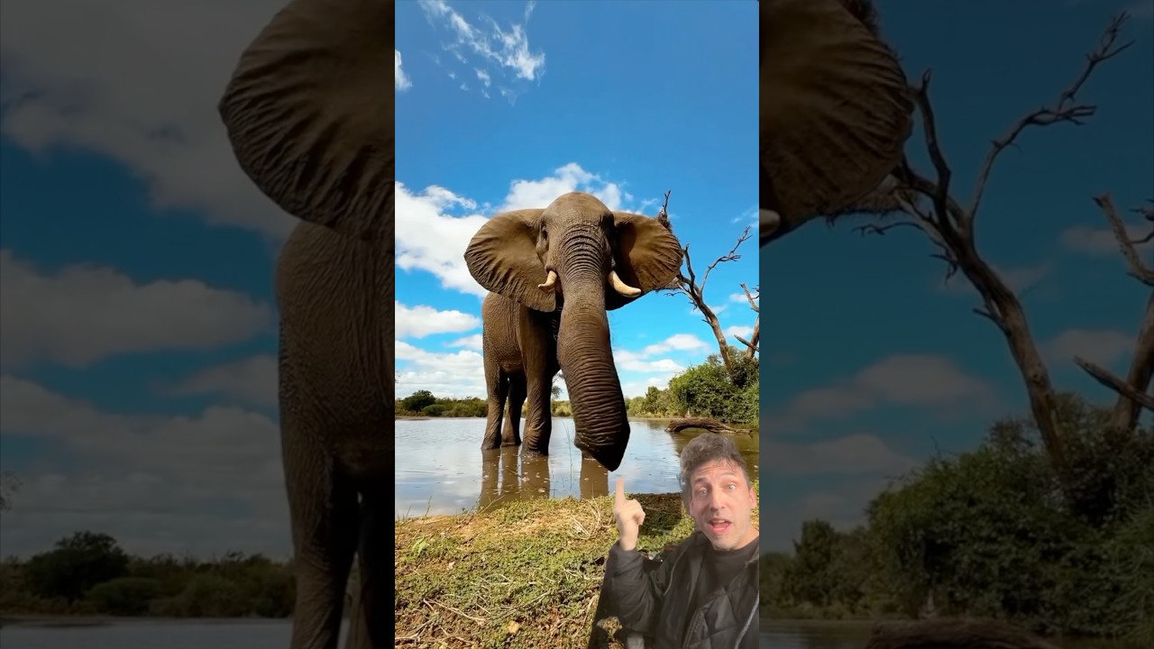 The African Bush Elephant is the largest land animal on Earth