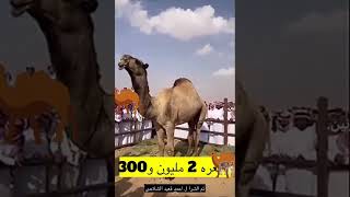 في مزاد علني إبن الراحل قعيد الشلاحي يشتري قعود والده بـ 2 مليون و 300 ألف #رجال_السعودية