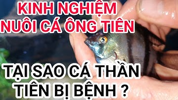 Cá thần tiên | Cách nuôi cá thần tiên | Tại sao cá thần tiên chết và cách xử lí