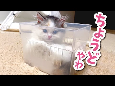 液体になった生後２ヶ月の子猫【おしゃべりする猫】