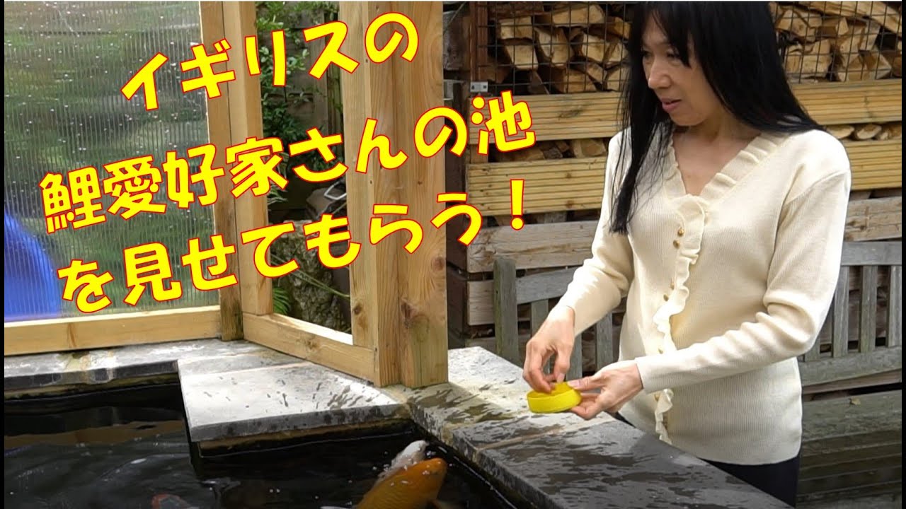 イギリスの鯉愛好家の池を見せてもらう!