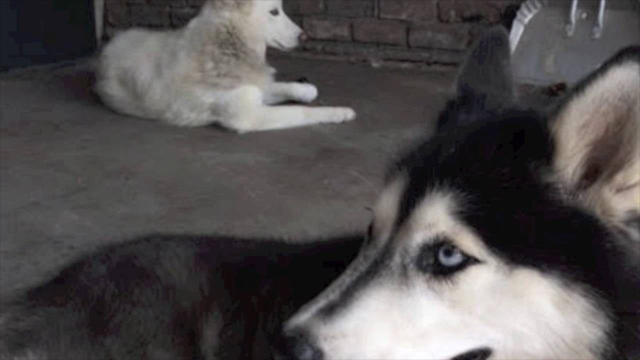 Ideal Temperatures for Dogs