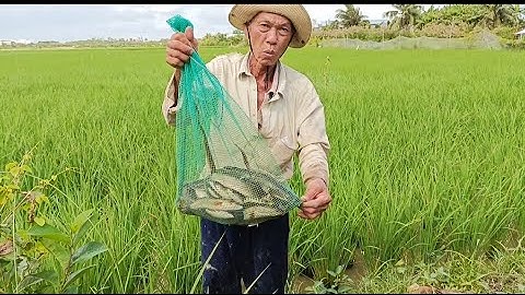 Cắm câu cá lóc ban ngày trên đồng lúa mùa / Trúng đậm rồi