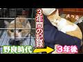 【野良猫から家猫へ】３年間の記録〜おうちにおいでよ！こたつあるから〜