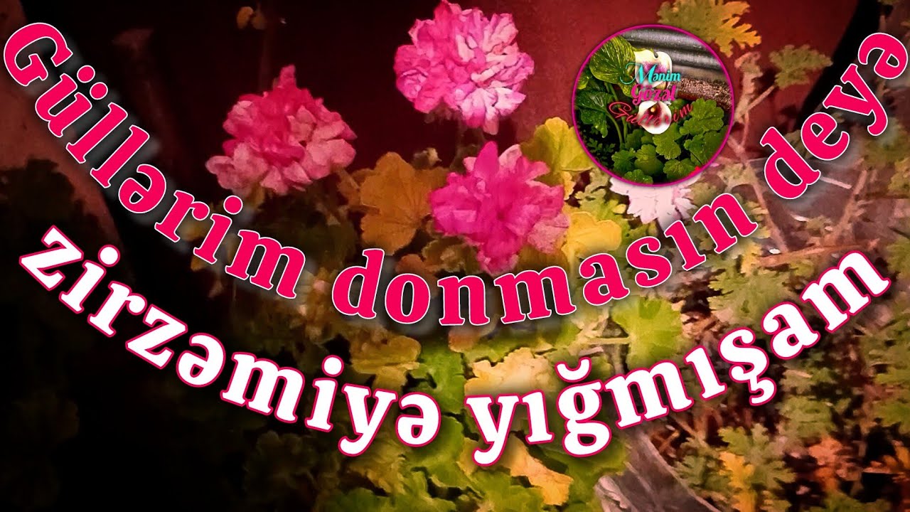 Podvaldaki güllərim 💐💐♥️ @menimgözelgüllerim #flowers #güllər #güll #flower 