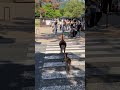 お母さんと逸れずに小鹿ちゃん信号を渡る #deerpark #japan #奈良公園