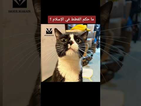 ما حكم القطط في الإسلام