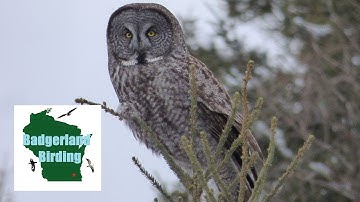 Birding the Sax-Zim Bog (Part 2)