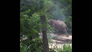 The Wild Elephant Fled Into The Forest | 野生のゾウは森へ逃げた | Elephant | Wildlife | Animals #Shorts