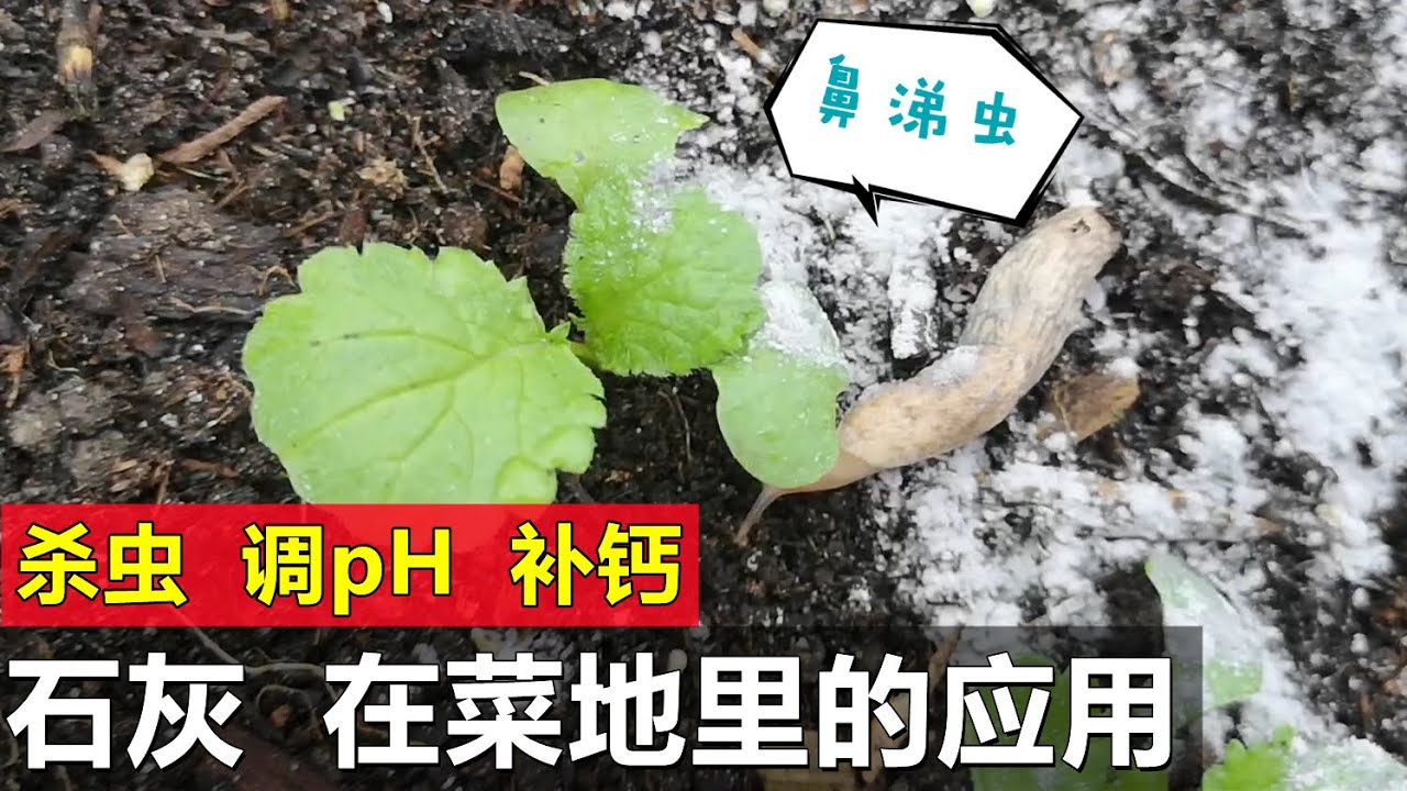 这样用石灰才正确 土壤消毒杀菌杀虫补钙调节土壤酸碱性how To Use Lime For Soil Youtube