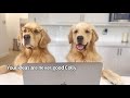 Golden Retrievers Help Clean The House With Our New Dyson V15 detect
