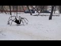 Нападение гигантского паука